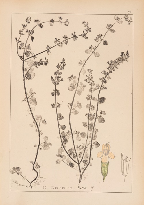 Herbier de la flore française Pl.0792
