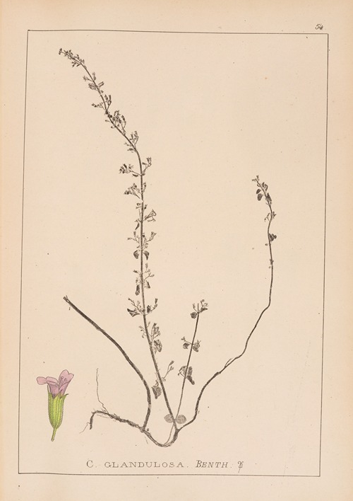 Herbier de la flore française Pl.0794