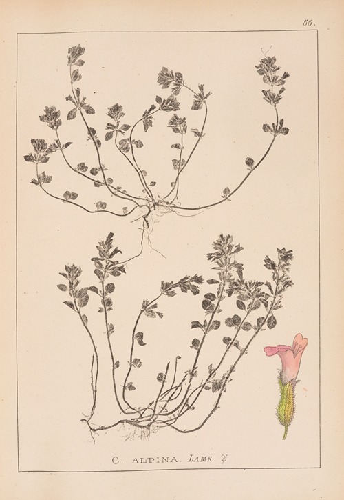 Herbier de la flore française Pl.0795