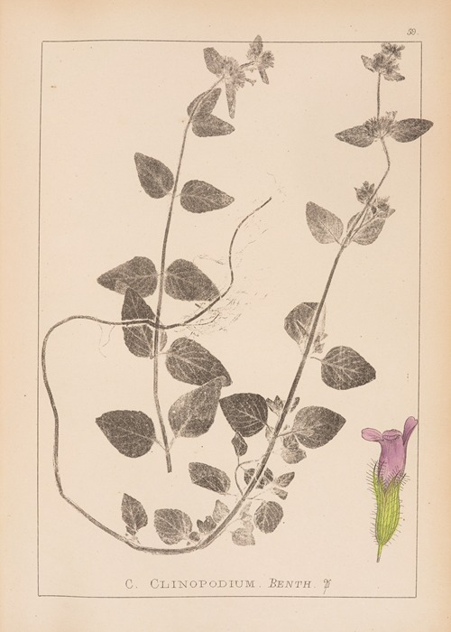 Herbier de la flore française Pl.0799