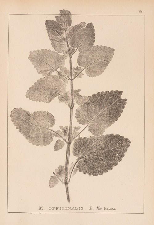 Herbier de la flore française Pl.0801
