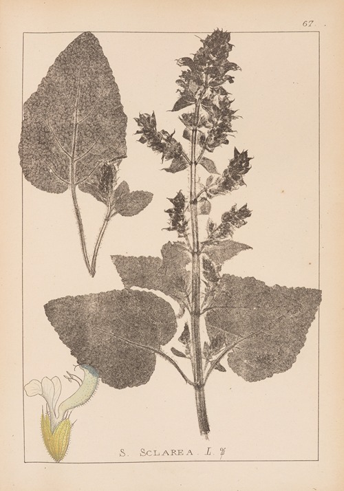 Herbier de la flore française Pl.0807