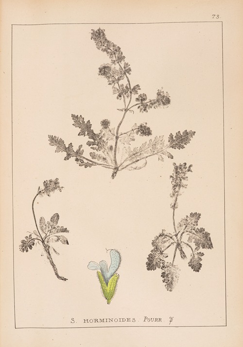 Herbier de la flore française Pl.0813