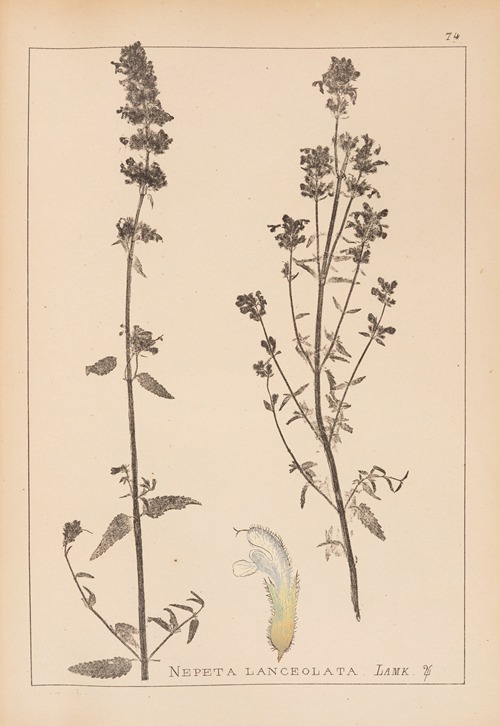Herbier de la flore française Pl.0814