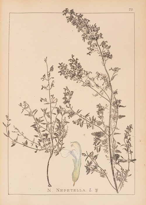Herbier de la flore française Pl.0815