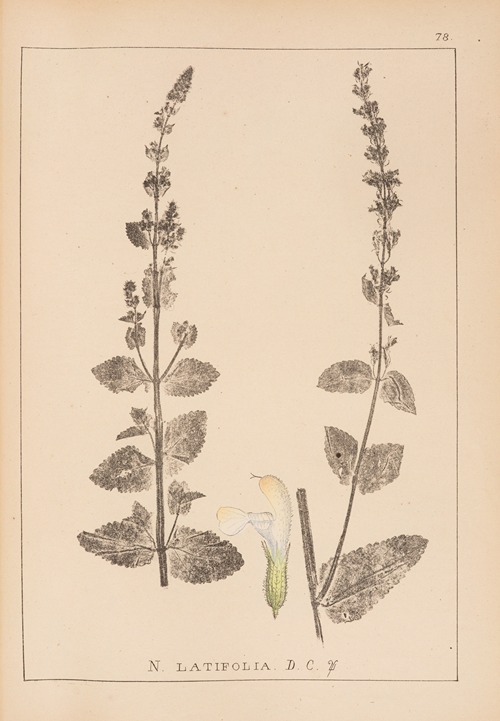 Herbier de la flore française Pl.0818