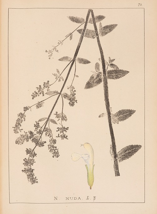 Herbier de la flore française Pl.0819