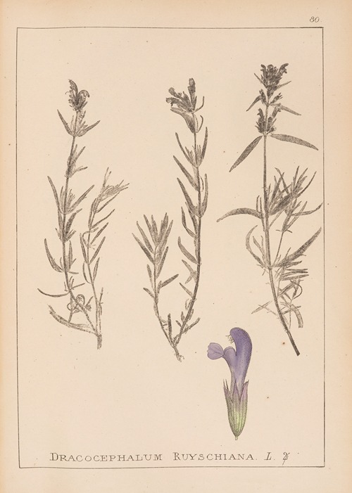 Herbier de la flore française Pl.0820