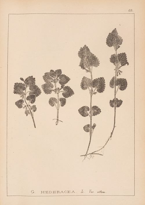 Herbier de la flore française Pl.0823