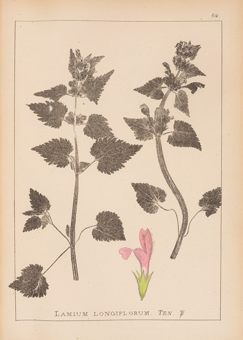 Herbier de la flore française Pl.0824