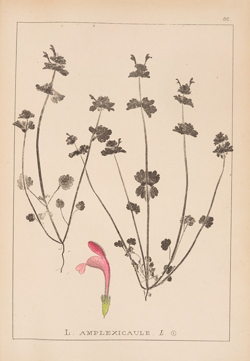 Herbier de la flore française Pl.0825