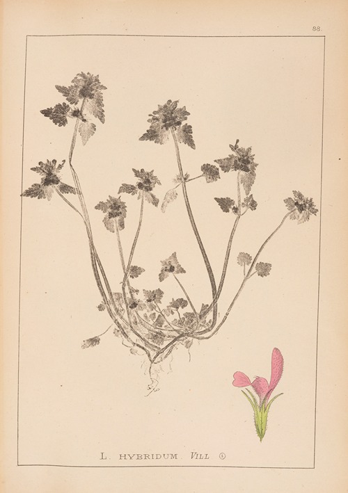 Herbier de la flore française Pl.0827