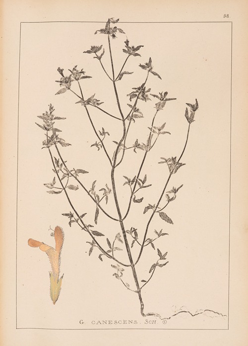 Herbier de la flore française Pl.0837