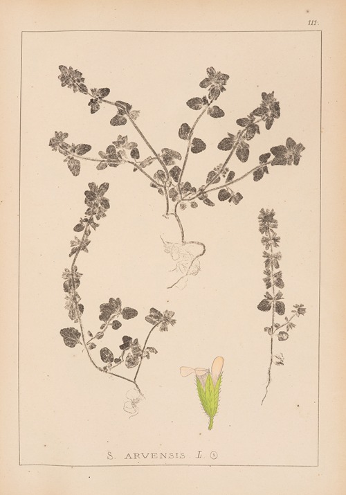 Herbier de la flore française Pl.0850