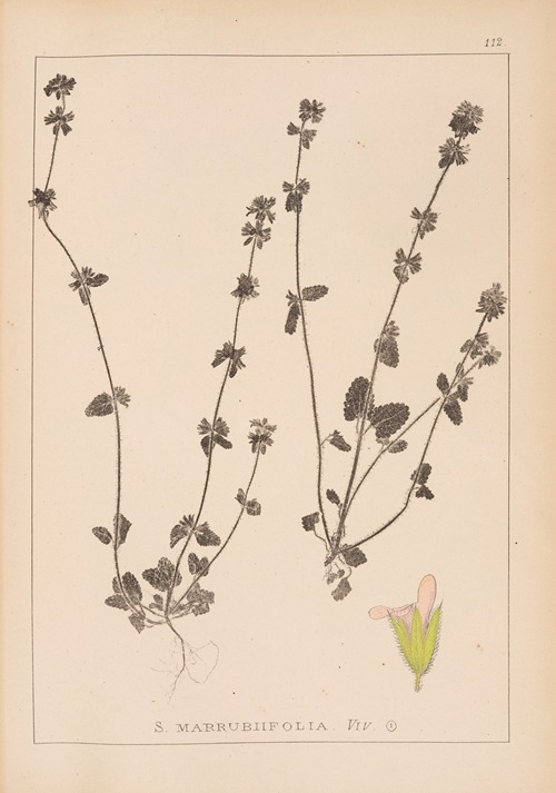 Herbier de la flore française Pl.0851