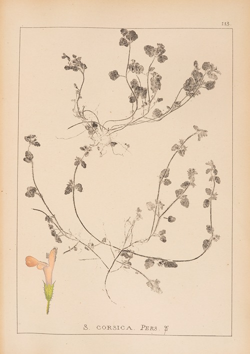 Herbier de la flore française Pl.0852