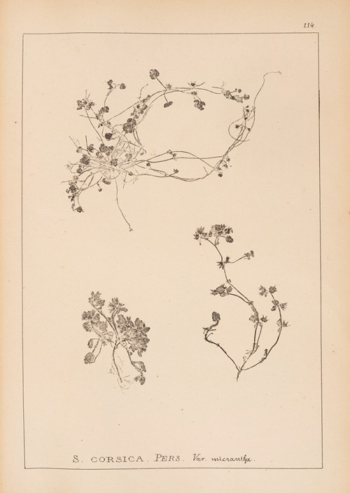 Herbier de la flore française Pl.0853