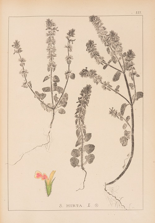 Herbier de la flore française Pl.0854