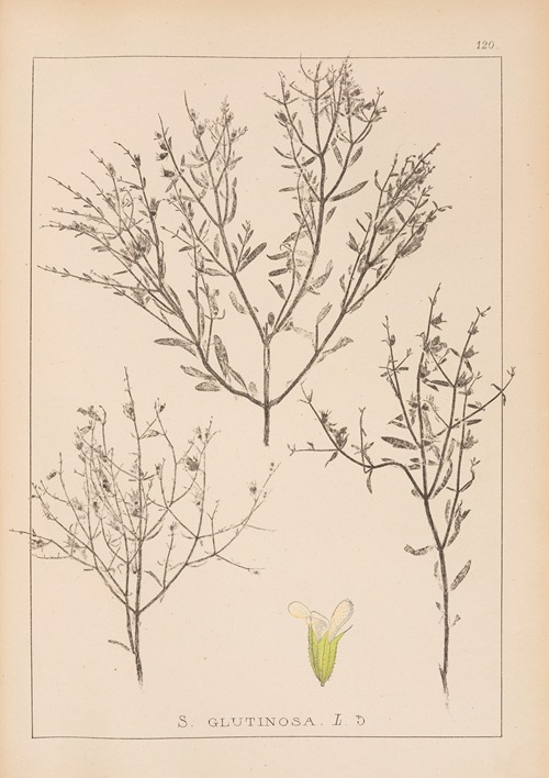 Herbier de la flore française Pl.0859