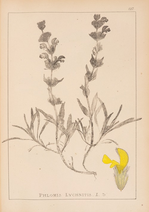 Herbier de la flore française Pl.0866