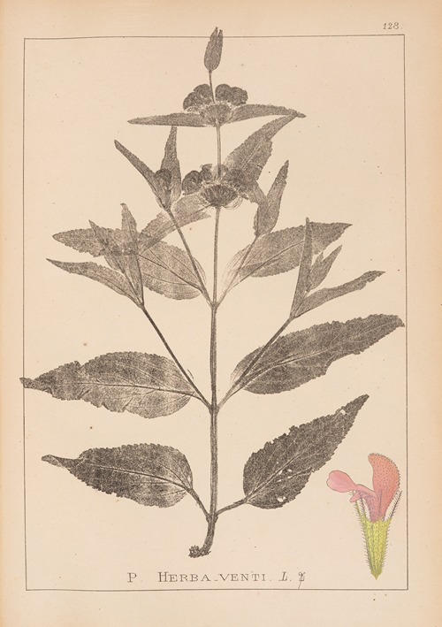 Herbier de la flore française Pl.0867