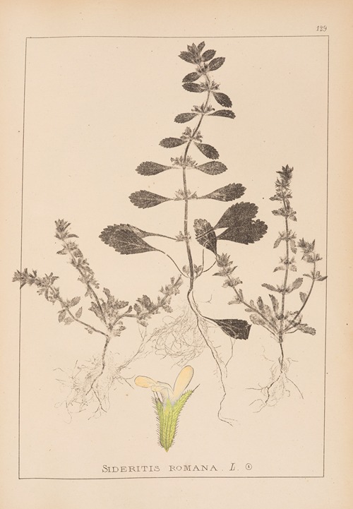 Herbier de la flore française Pl.0868
