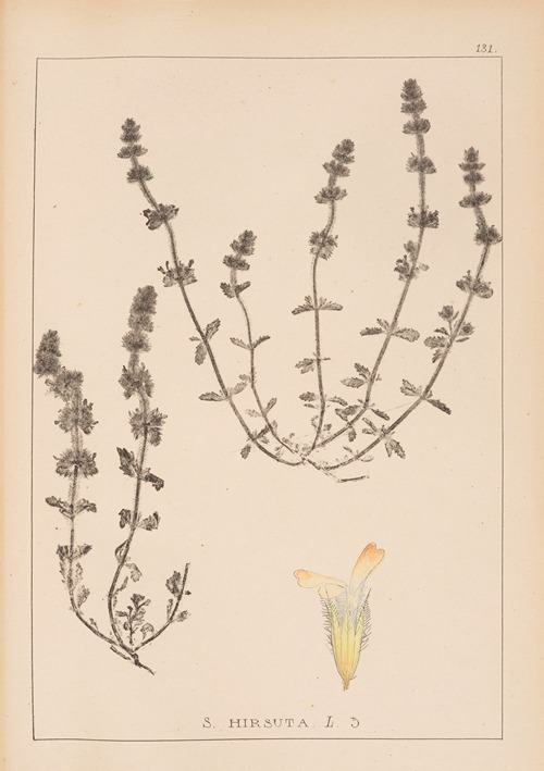 Herbier de la flore française Pl.0870