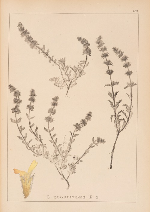 Herbier de la flore française Pl.0871
