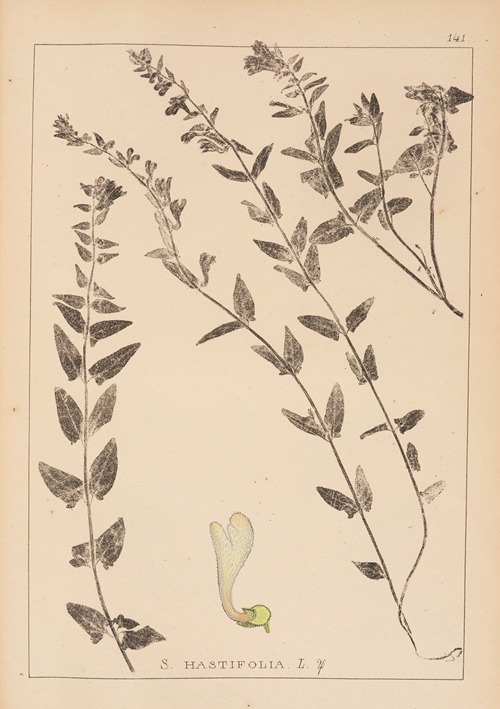 Herbier de la flore française Pl.0881