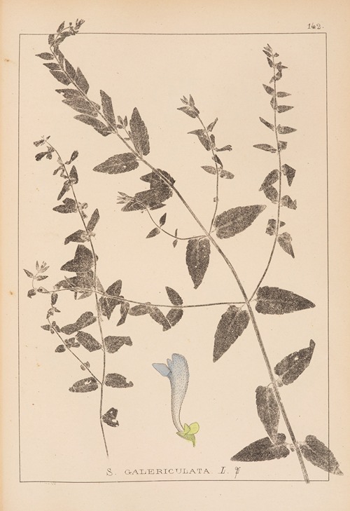 Herbier de la flore française Pl.0882