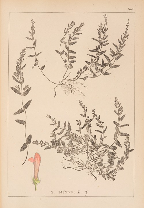 Herbier de la flore française Pl.0883