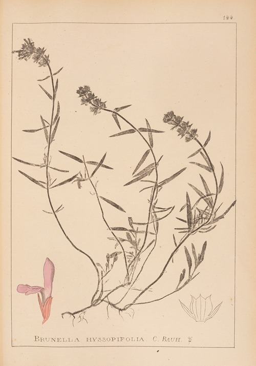Herbier de la flore française Pl.0884