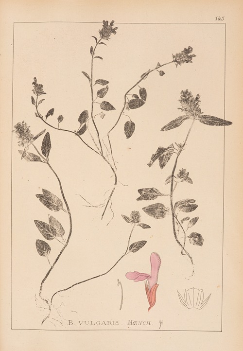 Herbier de la flore française Pl.0885