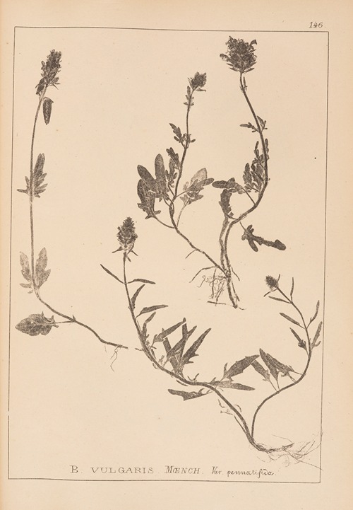 Herbier de la flore française Pl.0886