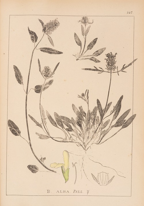 Herbier de la flore française Pl.0887