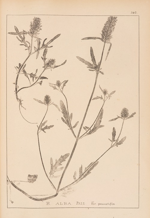 Herbier de la flore française Pl.0888