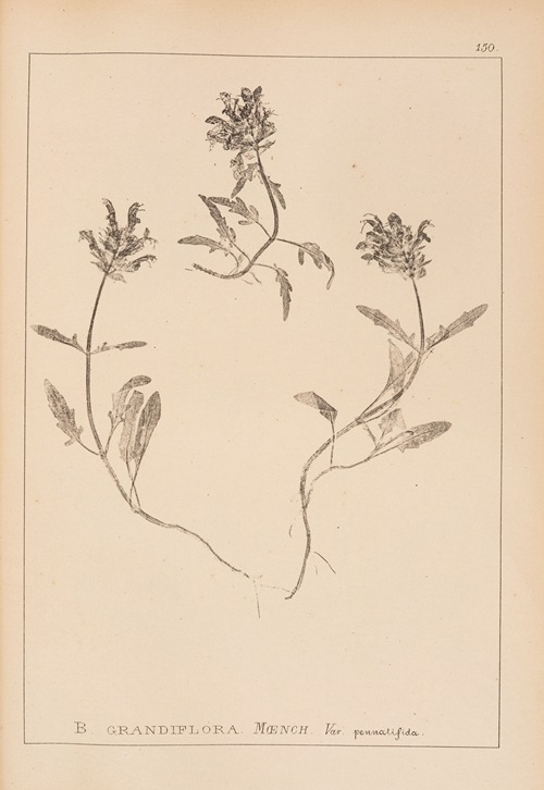 Herbier de la flore française Pl.0890