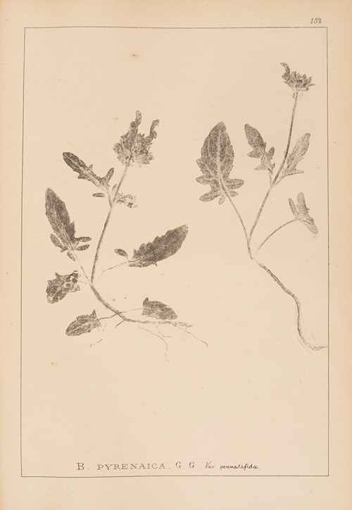 Herbier de la flore française Pl.0892