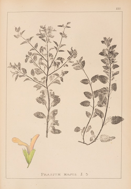 Herbier de la flore française Pl.0893