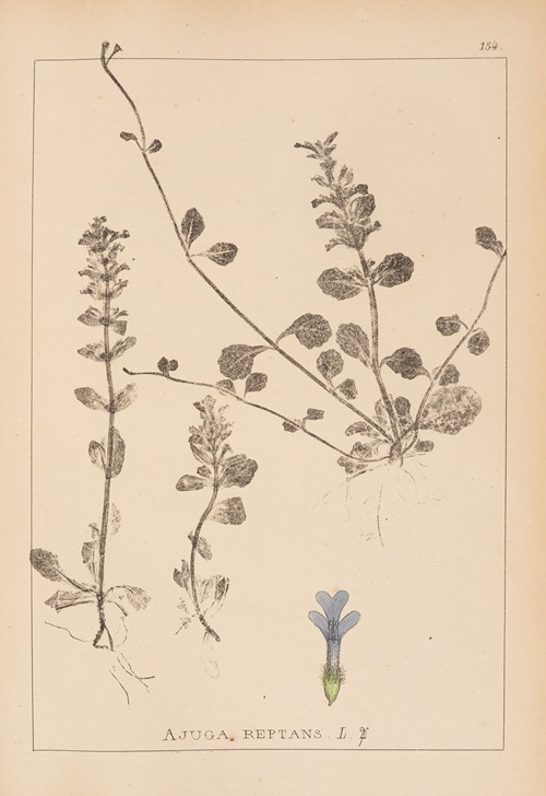 Herbier de la flore française Pl.0894