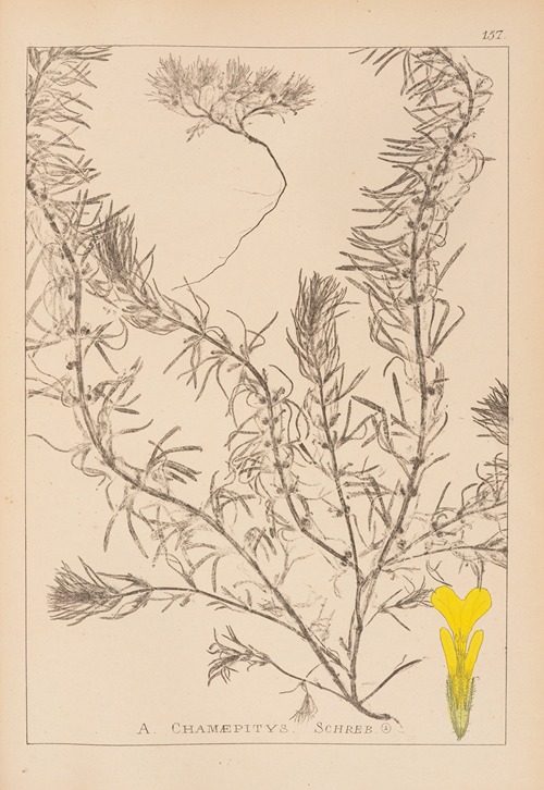 Herbier de la flore française Pl.0897