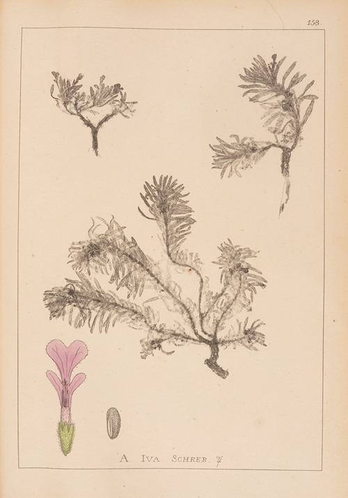 Herbier de la flore française Pl.0898