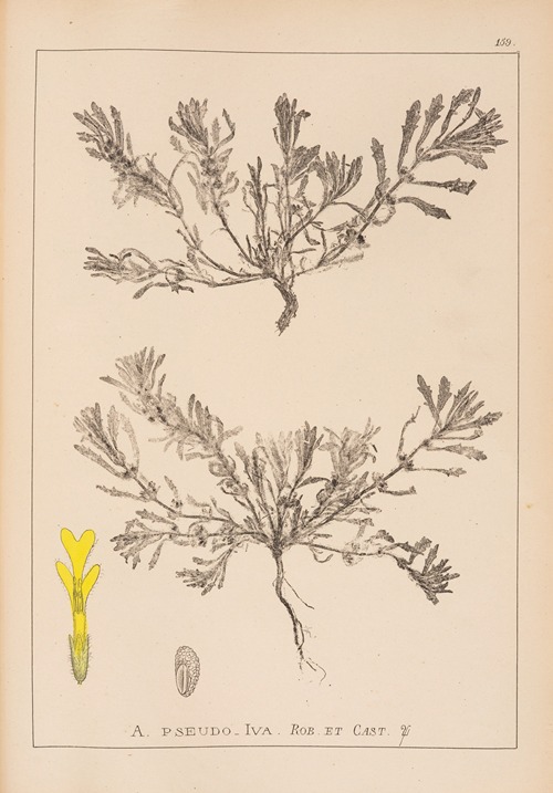 Herbier de la flore française Pl.0899