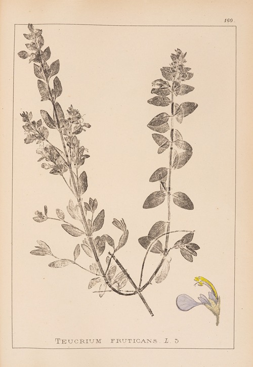 Herbier de la flore française Pl.0900