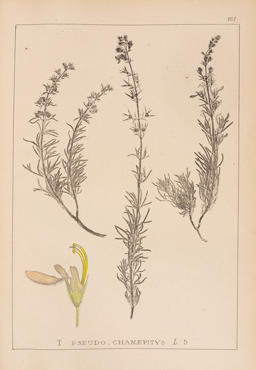 Herbier de la flore française Pl.0901