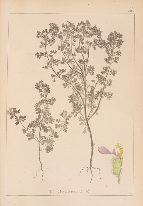 Herbier de la flore française Pl.0902