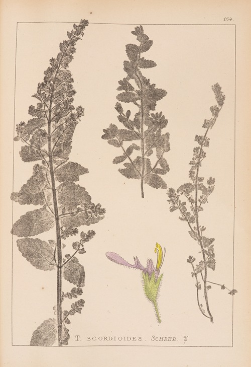 Herbier de la flore française Pl.0904