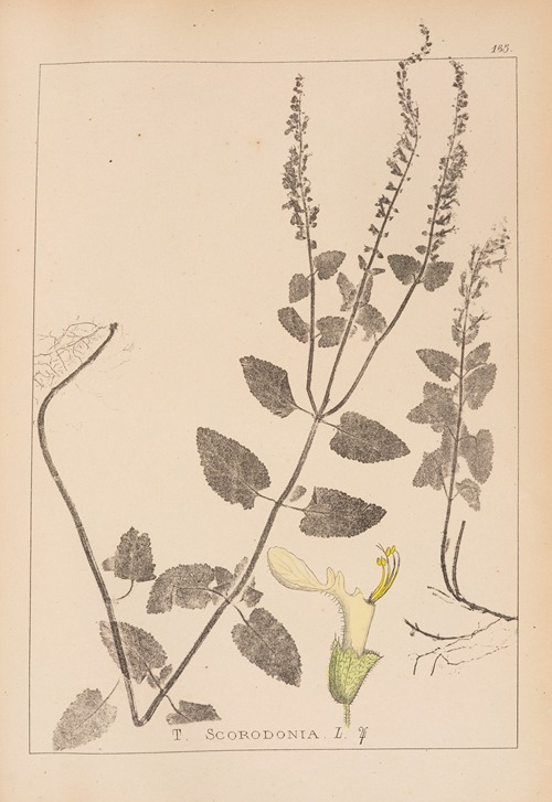 Herbier de la flore française Pl.0905