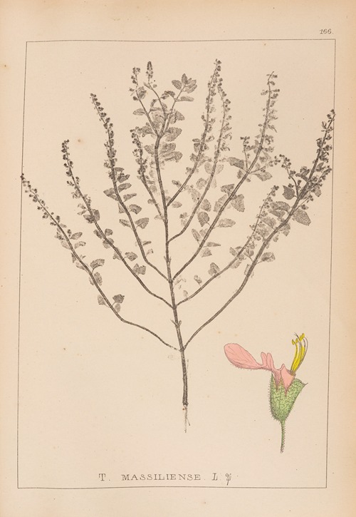 Herbier de la flore française Pl.0906