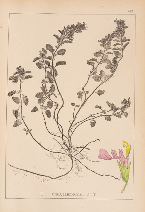 Herbier de la flore française Pl.0907